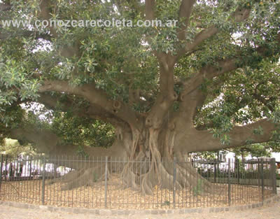Gomero historico de Recoleta