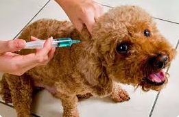 Vacunaci�n de mascotas